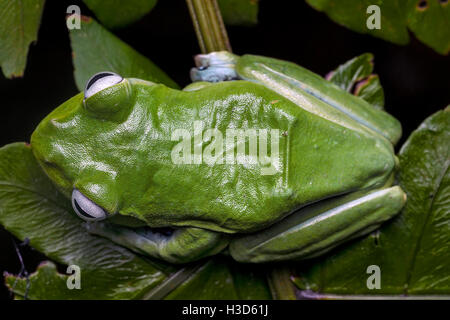 Luftaufnahme der Norhayati Flying Frog im tropischen Regenwald von Malaysia Stockfoto