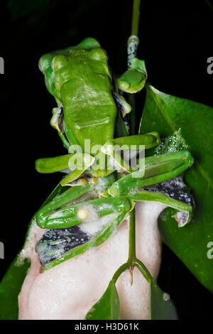 Paarung zweier sexuell dimorphen Norhayati fliegender Frosch in Amplexus im tropischen Regenwald von Malaysia Stockfoto