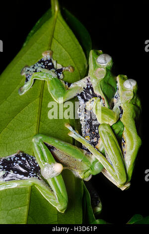 Paarung zweier sexuell dimorphen Norhayati fliegender Frosch in Amplexus im tropischen Regenwald von Malaysia Stockfoto