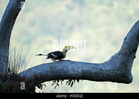 Erwachsene weibliche großes Hornbill kauert auf dem Ast des tropischen Regenwald Baum, Langkawi, Malaysia Stockfoto