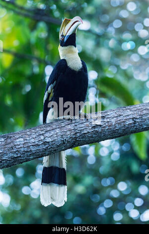 Nahaufnahme von einem weiblichen großen Nashornvogel thront auf einem Zweig der tropischen Regenwald Baum, Langkawi, Malaysia Stockfoto