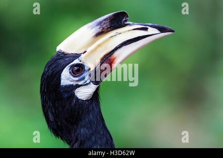 Nahaufnahme von einem Erwachsenen weiblichen Oriental Pied Hornbill (Anthracoceros Albirostris) in Gefangenschaft, Jurong Bird Park, Singapur Stockfoto