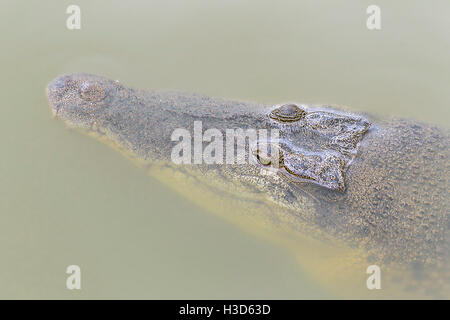 Nahaufnahme von einem Salzwasser-Krokodil (Crocodylus Porosus) getaucht in einem Mangroven-Fluss, Sungei Buloh, Singapur Stockfoto