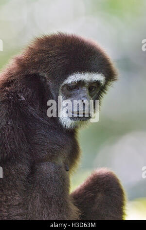 Eine Gefangenschaft White-handed Gibbon sitzt auf einem Baum, der Zoo von Singapur Stockfoto