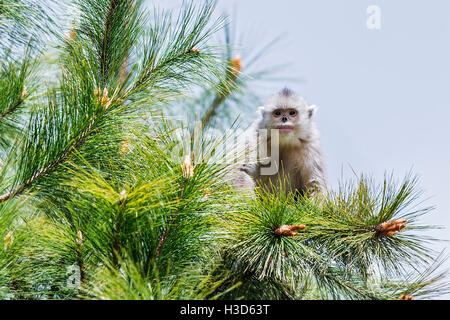 Eine junge schwarze stupsnasige Affe sitzt auf den Ästen eines Baumes Nadelbaum in einem Himalaya-Wald, Yunnan, China Stockfoto