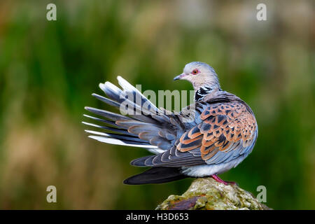 Ein Gefangener Turteltaube (Streptopelia Turtur) putzen Pensthorpe, Norfolk, England Stockfoto