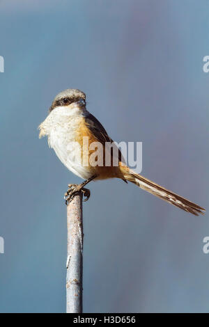 Grau-backed Würger (Lanius Tephronotus) hocken auf einem Stick in Ackerland während der Winter Monate, Yunnan, Chinas Stockfoto