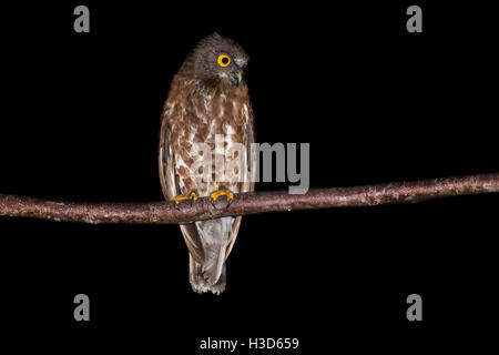 Brown-Sperbereule (Ninox Scutulata) thront auf einem Ast im tropischen Regenwald von Malaysia. Stockfoto