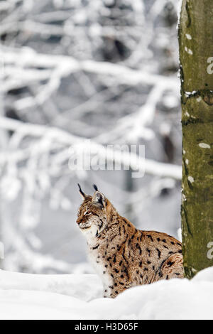 Ein in Gefangenschaft sitzt Eurasischen Luchs unter einem Baum im Schnee, Bayerischer Wald, Deutschland Stockfoto