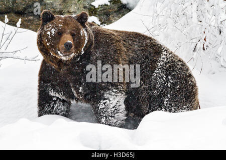 Ein Gefangener Braunbär (Ursus Arctos) in Schnee bedeckt, Bayerischer Wald, Deutschland Stockfoto