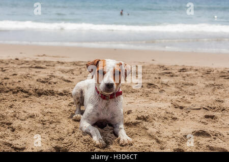 Jack-Russell-Terrier Hündin Ruhe am Strand In Galapagos Insel, Ecuador, Südamerika Stockfoto