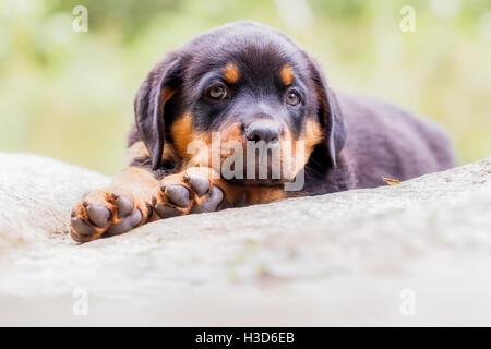 Rottweiler Welpen zwei Monate ruht auf einem Felsen Stockfoto