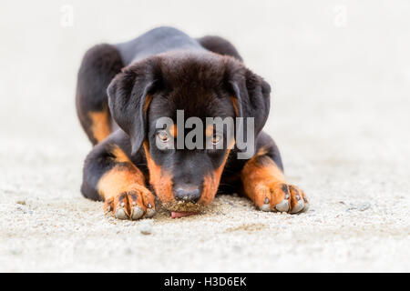 Rottweiler Welpen zwei Monate Ruhe am Strand In Galapagos Insel, Ecuador, Südamerika Stockfoto