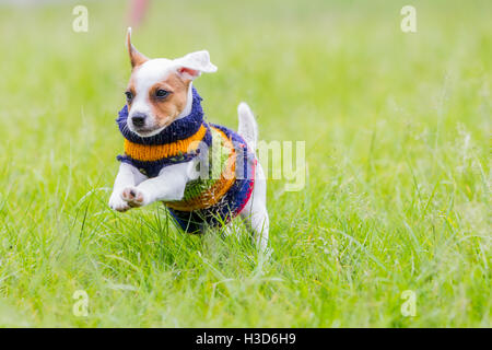 Niedlichen kleinen Hund Jack-Russell-Terrier mit Winterjacke springen auf der Wiese Stockfoto