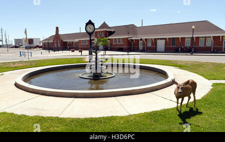 Ein Reh grast downtown Cheyenne Wyoming Stockfoto