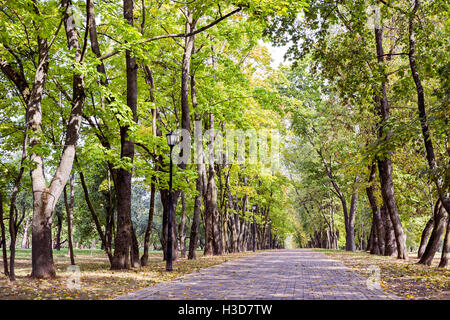 Park im Herbst. Bäume mit herbstlichen Laub entlang des Weges mit abgefallenen Blättern. Stockfoto