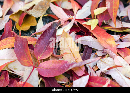 roten gefallenen Laub der Buche Bäume am Boden. Herbst im Park. Stockfoto