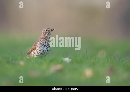 Singdrossel (Turdus Philomelos) in der Zucht Kleid, Zugvogel, auf dem Boden sitzen, Gras, niedrige Sicht. Stockfoto