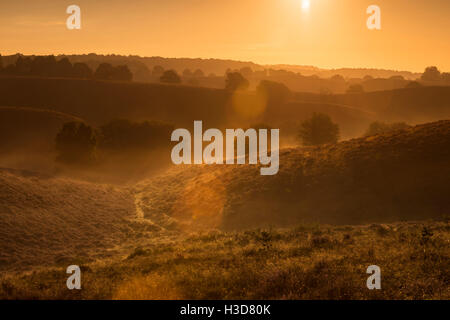 Sonnenaufgang über dem endlosen Hügeln mit Heidekraut und einsamen Bäumen, Nebelbänken in den Tälern, Veluwe (Niederlande), schöner Morgen-Stimmung. Stockfoto