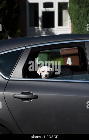 Nehmen die Hunde im Auto Stockfoto