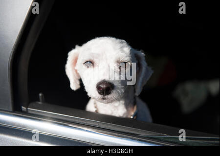 Nehmen die Hunde im Auto Stockfoto