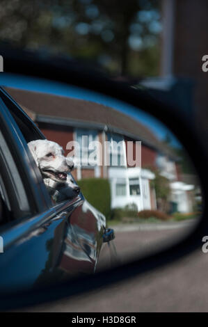 Die Hunde im Auto und ein Bild durch den Rückspiegel von kleinen Hunden, die auf der Suche Stockfoto