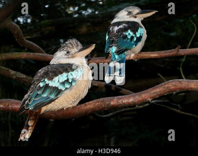 Männliche und weibliche blau geflügelte Kookaburras (Dacelo Leachii) - blau-tailed männlich im Hintergrund. Stockfoto