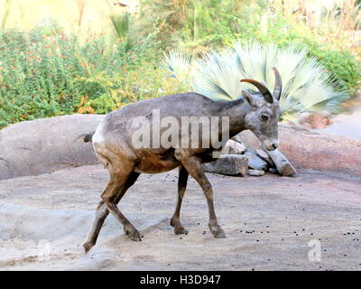 Weibliche nordamerikanische Dickhornschaf (Ovis Canadensis) Stockfoto