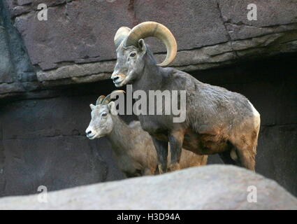 Männlichen und weiblichen North American-Dickhornschaf (Ovis Canadensis) Stockfoto