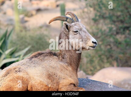 Ruhenden weiblichen North American Dickhornschaf (Ovis Canadensis) Stockfoto