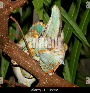 Verschleierte Jemen Chamäleon (Chamaeleo Calyptratus), auch Kegel Kopf Chamäleon Stockfoto