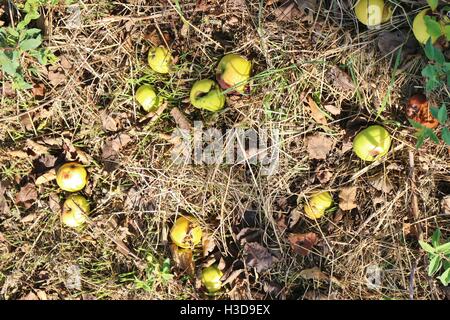 Obst im Herbst gefallen: Äpfel in den Rasen. Deutschland, Europa. Stockfoto