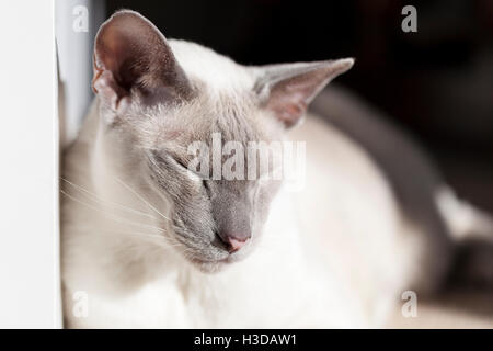 Blue Point Siamkatze in der Sonne Stockfoto