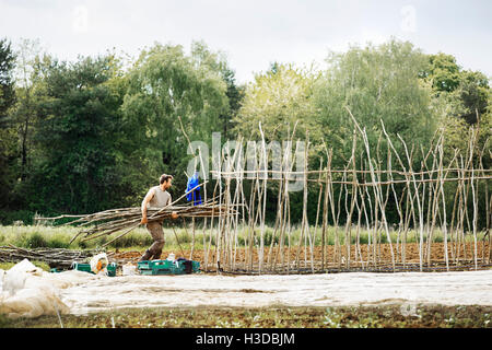 Ein Mann mit einem Bündel von Pea klebt zum Anbau von Gemüse in einem organischen Gemüsegarten. Stockfoto