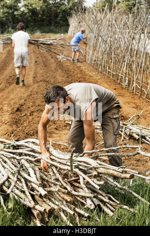 Ein Mann trägt ein Bündel von Erbse Stöcken und zwei Kollegen arbeiten auf einem Gestell für Kletterpflanzen in einen Gemüsegarten. Stockfoto
