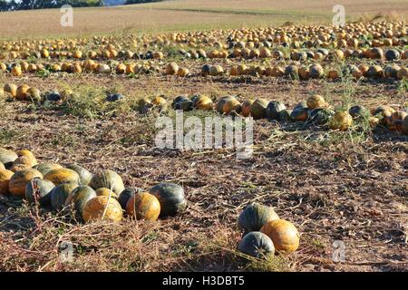 Gepflückten Kürbisse auf ein Feld. Süddeutschland, Bayern, Europa. Stockfoto