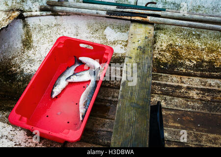 Einer roten Kunststoff-Box mit vier frisch gefangenen Fisch, im unteren Teil ein Holzboot. Stockfoto