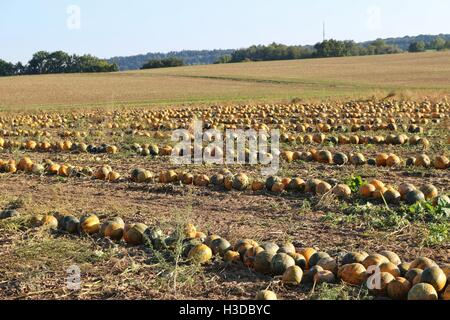 Gepflückten Kürbisse auf ein Feld. Süddeutschland, Bayern, Europa. Stockfoto