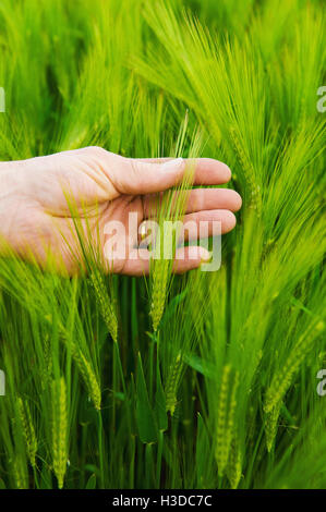 Ein Landwirt überprüft seine Ernte, eine Hand, die Inspektion der Ähren. Stockfoto