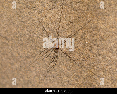 Harvestman Leiobunum Rotundum weiblich Stockfoto