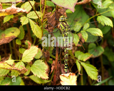 Gemeinsamen Hawker Libelle weiblich Stockfoto