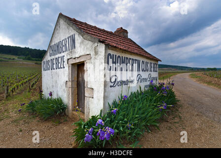 Harvester-Hütte der Domaine Pierre Damoy Chambertin Clos de Beze Weinberg Gevrey Chambertin Cote d ' or Frankreich Stockfoto