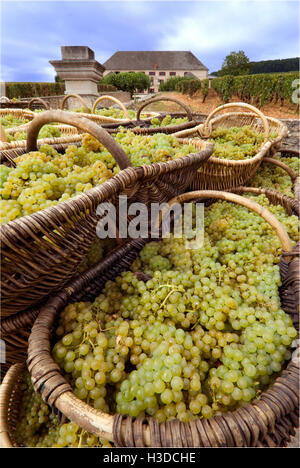 Traditionelle Weidenkörbe von Chardonnay-Trauben vom Weinberg von Louis Latour Corton Charlemagne außerhalb Corton Grancey Weingut Stockfoto