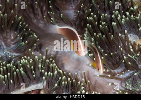 Rosa Anemonenfische (Amphiprion Perideraion) in ihrem Haus Anemone. Stockfoto