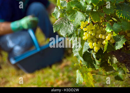 Montrachet GRAND CRU ERNTE Chardonnay Trauben, Picker im Hintergrund, Domaine de la Romanee-Conti Le Montrachet Weinberg, Chassagne-Montrachet Stockfoto