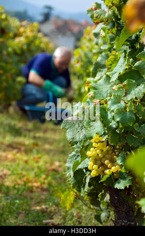 MONTRACHET Chardonnay Trauben, Picker im Hintergrund, Domaine de la Romanee-Conti 'Le Montrachet" Weinberg, Chassagne-Montrachet Burgund Côte d'Or Stockfoto