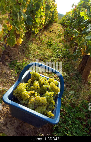 Weinberg 'LE MONTRACHET' DRC Pannier aus geernteten Chardonnay-Trauben im Domaine de la Romanee-Conti-Parzelle von Le Montrachet, Chassagne-Montrachet Stockfoto