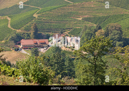 Weinberge, Obstgärten in der Nähe von Markgraf von Baden-Schloss, Burg in Süd-Deutschland, Europa, Weingut Schloss Staufenberg Durbach Stockfoto