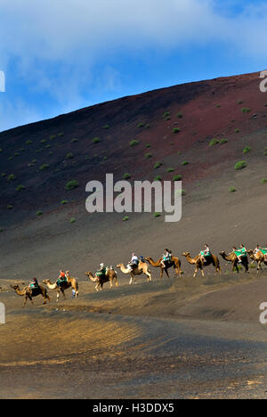 Kamel Zug TREKKING TIMANFAYA LANZAROTE Welle von Licht leuchtet auf Kamel Trek mit Touristen im Nationalpark Timanfaya Lanzarote Kanarische Inseln Spanien Stockfoto