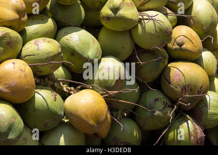 Schließen Sie eine Gruppe von grünen Kokosnuss-Frucht, Bildstil Natur Farbe, Textur der Kokosnuss, Kokosnuss-Hintergrund Stockfoto